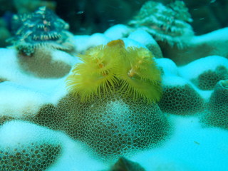 水中の雪景色のようなクリスマスツリー