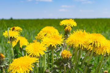Obraz premium dandelion flowers in nature