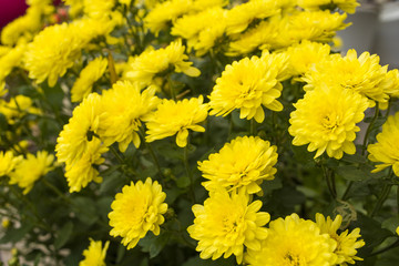 Yellow chrysanthemums. Autumn flowers. Decoration. Beautiful background.