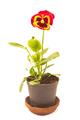 Viola pansy flower isolated on white