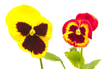 Close up of viola pansy flower isolated on white