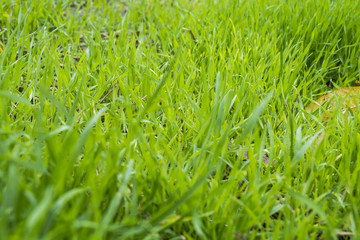 Blurred background Fresh green grass on the lawn