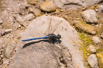 Dasher blue Dragonfly sitting on a stone 