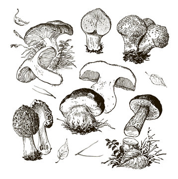 vector hand drawing a set of mushrooms