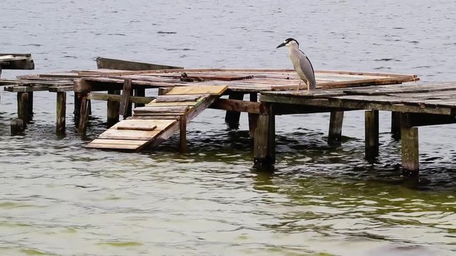 Savacu. (Nycticorax nycticorax)