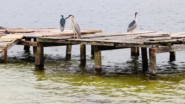 Savacu. (Nycticorax nycticorax)