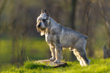 Grey schnauzer on spring park