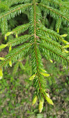 Branch of coniferous tree