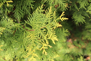 Green arborvitae branches