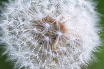 Rolgordijnen Dandelion seeds in the morning sunlight © pilat666
