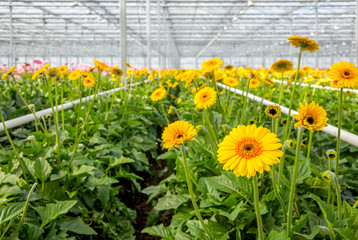 Yellow flowering Gerbera plants growing in a greenhouse from clo