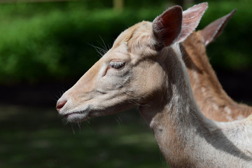 Dammwild Portrait