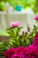Obraz na płótnie Canvas Pink flowers grow in the garden