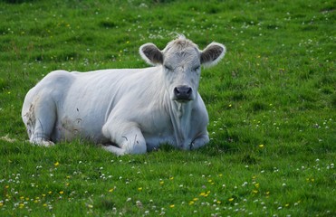 Weiße Kuh in irischer Landschaft