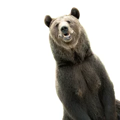 Foto op Plexiglas Big brown bear © stativius