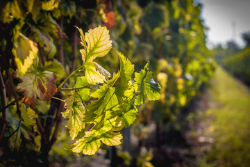 Vineyard in sunset autumn light