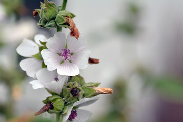 Eibischblüten