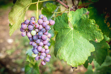 Grapes hanging in vineyard in autumn harvest season