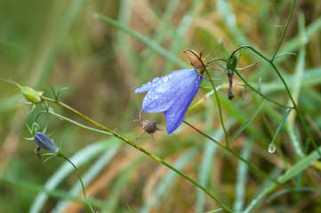 petite fleur sauvage violette en forme de clochette avec des gouttes de pluie dans un champ