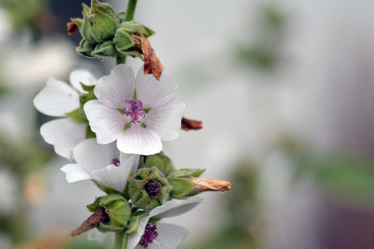 Eibischbl&uuml;ten
