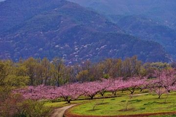 春の桃畑