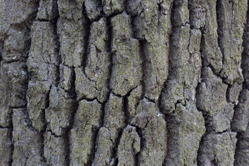 tree bark wood abstract texture with grooves