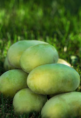 Fruit of the common pawpaw (asimina triloba)
