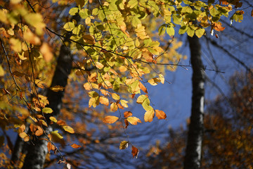 Sonbaharda yapraklar