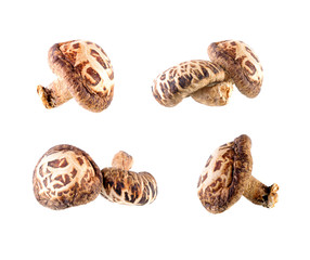 shiitake mushroom isolated on white background