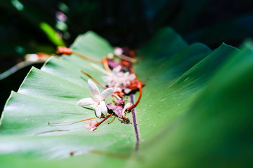 Indian Cork flower fall on  ground
