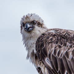 Young Osprey portrait