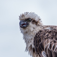 Osprey up close