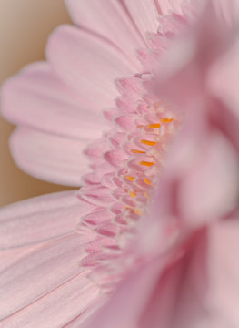 Soft Pink Daisy