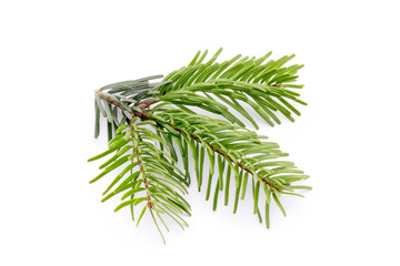 Fir tree branch and cones isolated on white background.