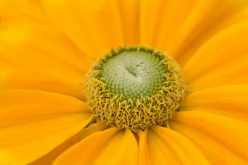 Echinacea purpurea 'Rubinstern'