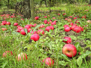 English autumn orchard of fallen ripe and rotten red apples lying on the ground under the trees in grass