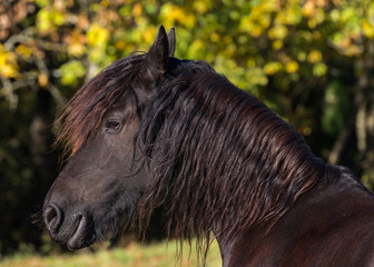 Cheval