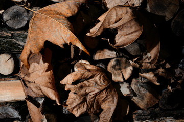 autumn dry  leaves - background