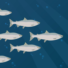 Group of salmon fish swimming vector illustration