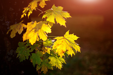 Large fresh green and yellow maple leaves with sun shinning thro