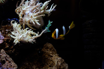 Fototapeta na wymiar Осторожная рыба прячется в кораллах
