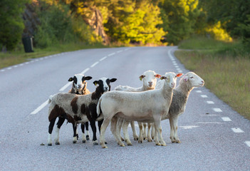 A group of sheep lost on the way