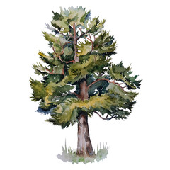 Siberian cedar watercolor - 123916324