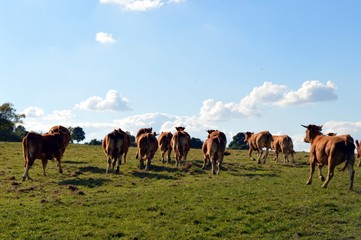 Fototapeta premium Cows of grey color which gallops.