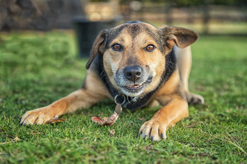 Dog chewing a bone whilst laid outside on grass