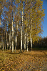 Fototapeta premium Birches in autumn park