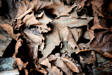 autumn dry  leaves - background