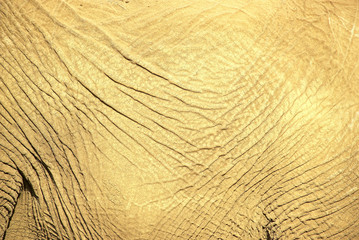 elephant skin