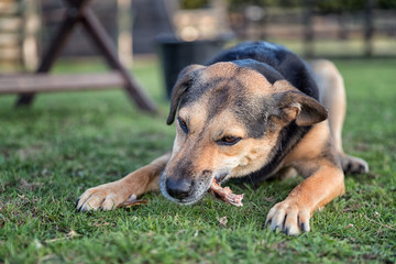 Dog chewing a bone whilst laid outside on grass