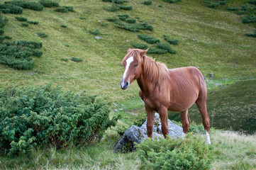 Naklejka na ściany i meble Brown horse standing near a rock